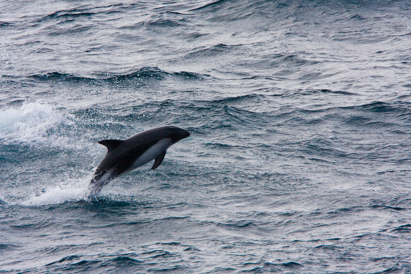 Peales Dolphin Breaching